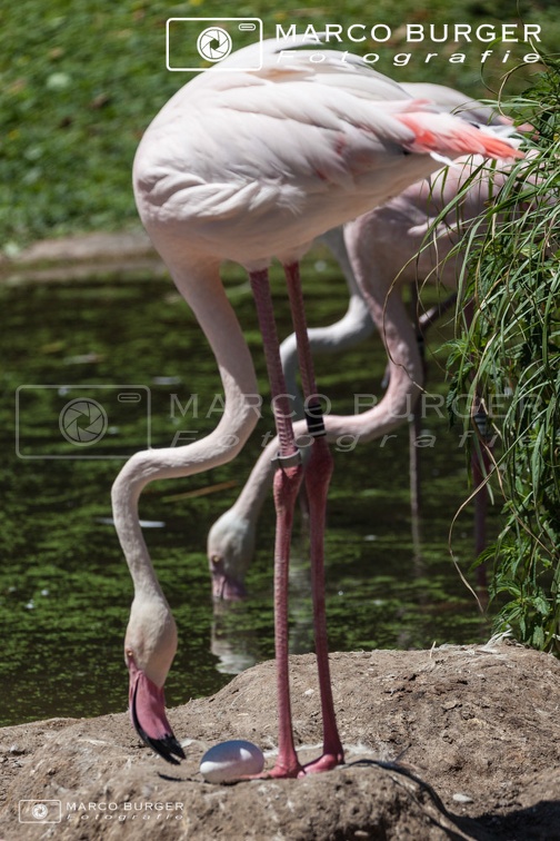 2017-06-Flamingo-bei-der-Brut
